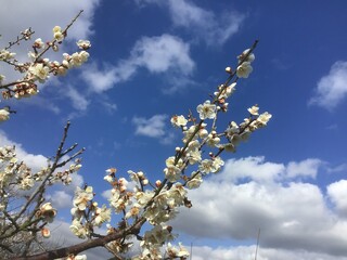 White plum blossoms in the plum grove in the park of Souri Pond
