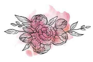 Peony bouquet hand drawn vector