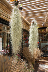 Spanish moss hanging from coconut husks for decoration