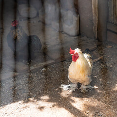 Light and Dark Brahma chicken inside a cage