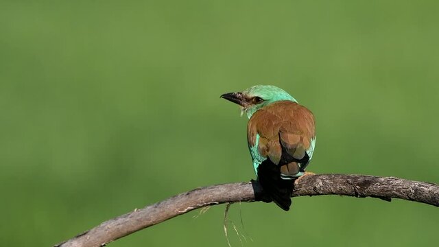 Carraca con fondo verde primaveral