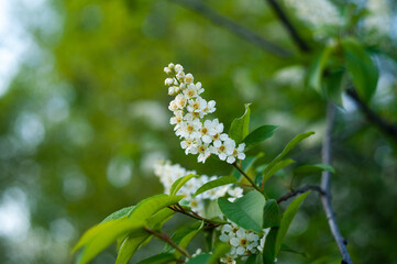 branch of blooming bird cherry in spring greenery close up