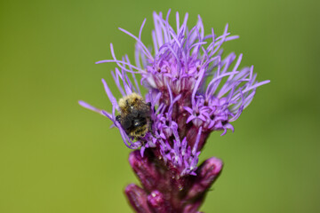 Bee pollinates flower in summer garden