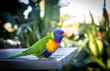 rainbow lorikeet parrot