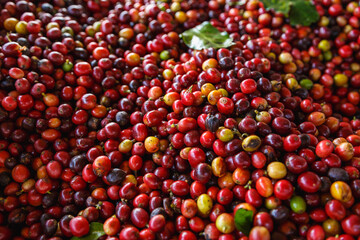 Close up of fresh red raw coffee beans and .Coffee leaves