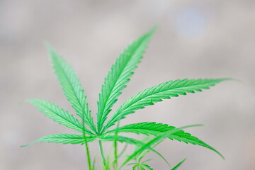 Fresh green leaves of Cannabis or Marijuana are growing on tree in tropical herb garden for use as the drug in the treatment of cancer