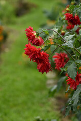 beautiful flowers grow in the summer garden