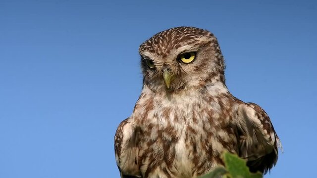 Mochuelo de cerca en una rama un dia de viento