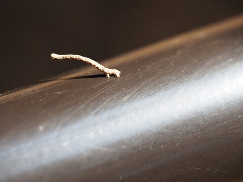 尺取虫images Browse 62 Stock Photos Vectors And Video Adobe Stock