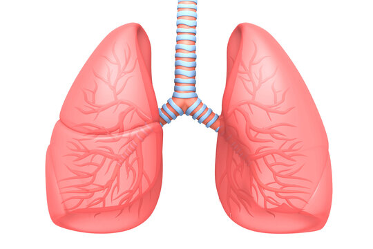 Human lungs anatomy 3d render