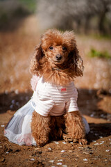 Brown Poodle dog in beautiful clothes