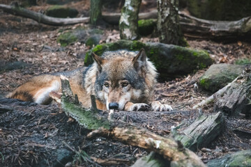 Grey wolf lying on the ground. Beautiful predator  western wolf (Canis lupus) taking a reast in the forest amoing logs and mossy stones.