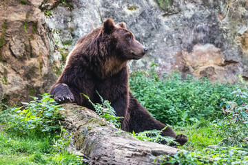 Huge furry brown bear with a log. Kamchatka brown bear (Ursus arctos beringianus) sitting on the ground among green grass with the rock in the background.