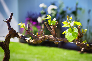 Close-up of a vine in Spring