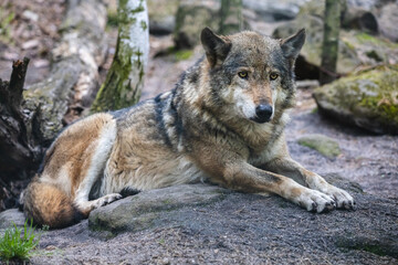 Close-up portrait of gray wolf in the forest. Beautiful predator timber or western wolf (Canis lupus) lying on the ground.