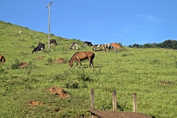Campo com cavalos pastando na cidade de Tombos e início do Caminho da Luz / Brazil