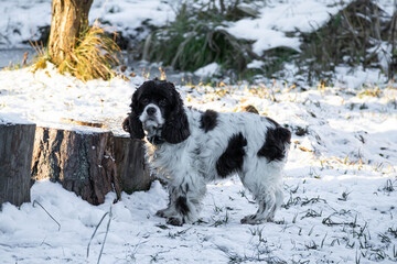 Springer dog and cocker spaniel stands in the snow and looks up on a sunny winter day. Long ears in...