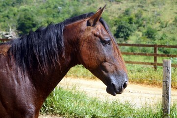Cavalo na cidade de Tombos e in&iacute;cio do Caminho da Luz / Brazil