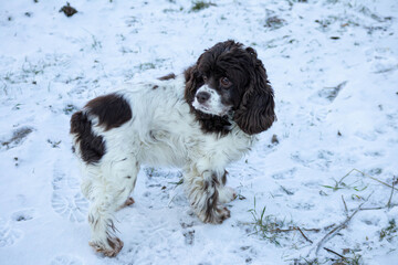 Springer dog and cocker spaniel stands in the snow and looks up on a sunny winter day. Long ears in...