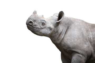 Black rhinoceros calf isolated on white background. Close-up portrait of the young rhino with little horns. © TashaBubo