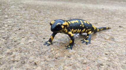 salamandra, animal, anfíbio, gekko, naturaleza, amarilla, negro, fuego, reptilia, aislada, fauna, inhospitalario, mojado, salamandra, anfibio, blanco, cola, manchado, fauna, macro, verde, espacio publ