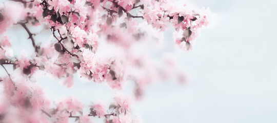 Spring beautiful apple blossom background