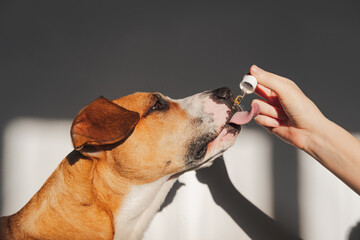 Dog taking essential oil from dropper. Nutritional supplements, calming products, cbd or thd oils...