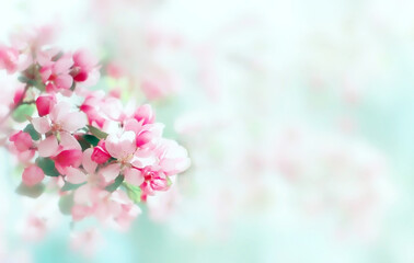 Spring soft beautiful apple blossom background