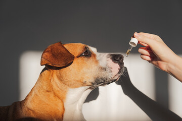 Dog taking essential oil from dropper. Nutritional supplements, calming products, cbd or thd oils...