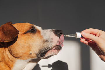 Dog taking essential oil from dropper. Nutritional supplements, calming products, cbd or thd oils for pets