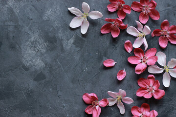 Fototapeta na wymiar Spring pink blooming apple tree flowers on dark background
