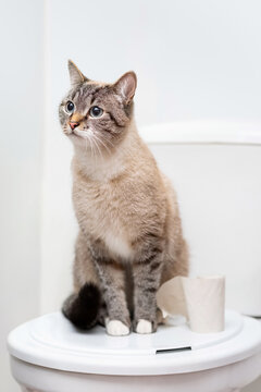 clean cat sitting on the toilet lid next to toilet paper
