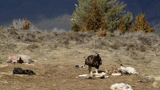 Aguila Real comiendo carro&ntilde;a en el suelo