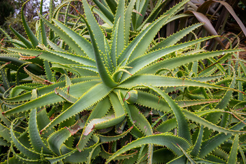Aloe, jardin botanique &agrave; Wellington, Nouvelle Z&eacute;lande
