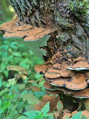 Baumpilze an einem Baumstumpf