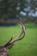 deer antler