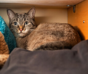 cat is hidden inside the wardrobe and lies among the clothes