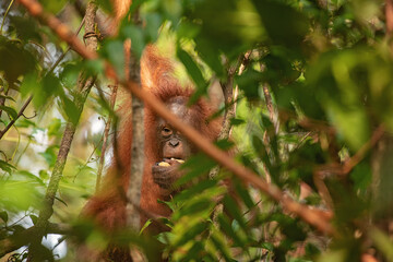 Orangutan on the tree in jungle 
