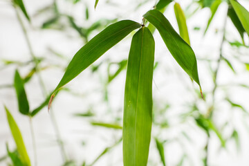 Fototapeta na wymiar bamboo Phyllostachys bissetii, in Japanese an white background