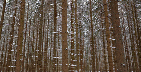 Wald im Winter - Niederösterreich