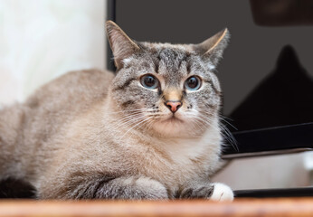 cat is sitting on the table next to the TV