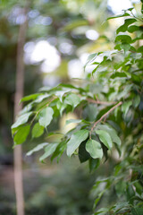 Obraz premium Botanical background in green garden