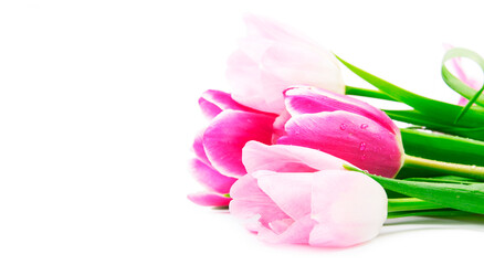 pink and purple tulips on the left white background