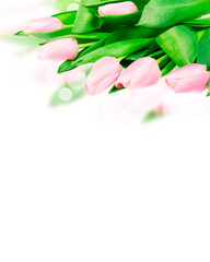 pink tulips at the bottom of the white background
