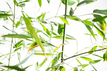 bamboo Phyllostachys bissetii, in Japanese an white background