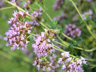Bee sitting on a flower in summer with soft green background
