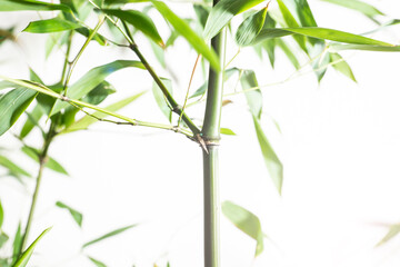 bamboo Phyllostachys bissetii, in Japanese an white background