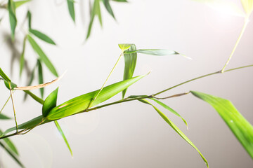 bamboo Phyllostachys bissetii, in Japanese an white background