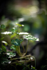 Botanical background in green garden