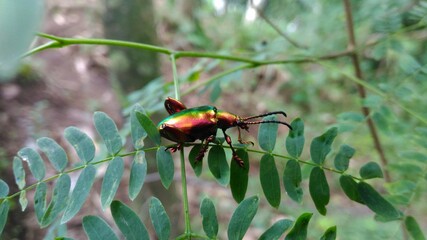 The Tansy Beetle Chrysolina graminis is a species of leaf beetle. It measures 7.7–10.5 mm in length and has a characteristic bright metallic green colouration. 